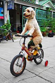 dog on bike