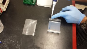 Almost Finished loading Dye/DNA into Gel