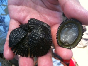 Pic of Opihi limpets from hawaii