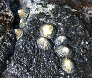 Pif of Opihi Limpets
