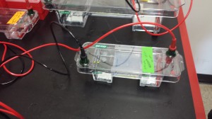 Starting to run an electric current through the gel