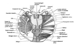 anatomy of crab