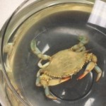 Crab Flipping One