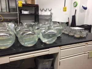 Adult Juvenile Blue Crabs in fish bowls after initial exposure.