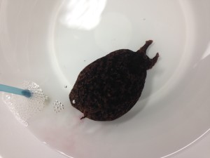 Snail from Neurobiology Tour